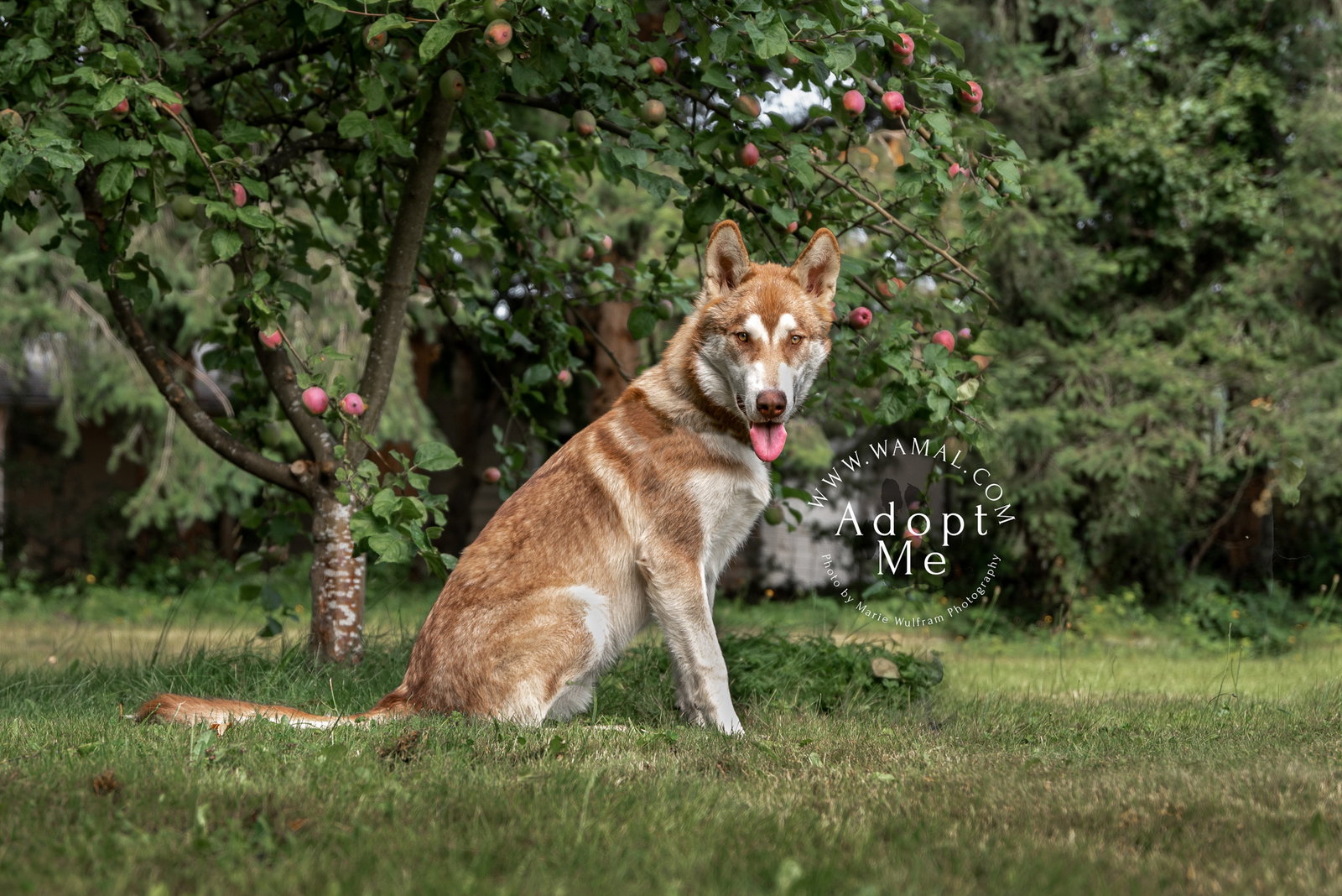 dog-image