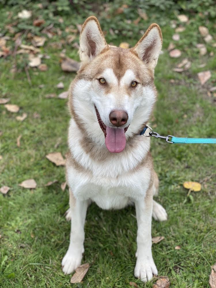 GOOSE (renamed Moose)