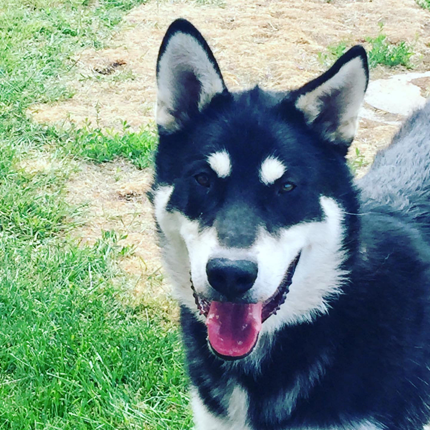 dog-image