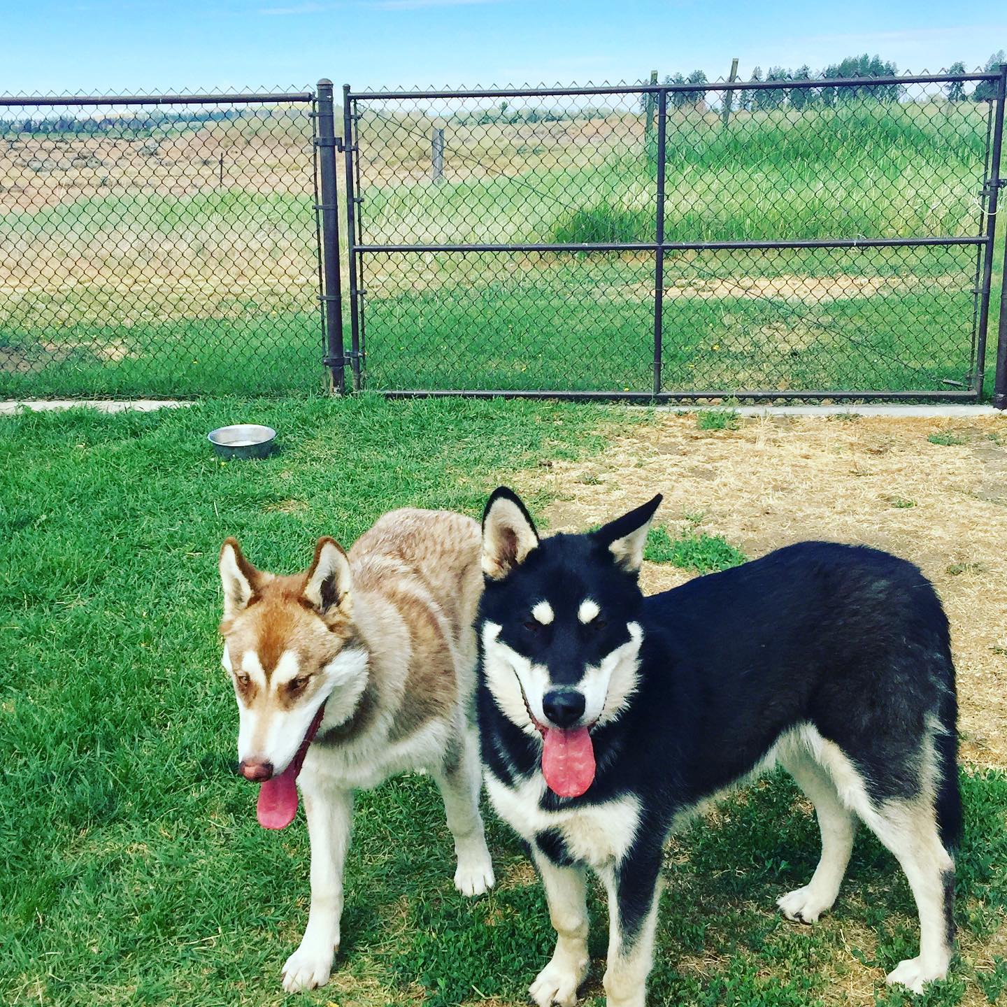 dog-image