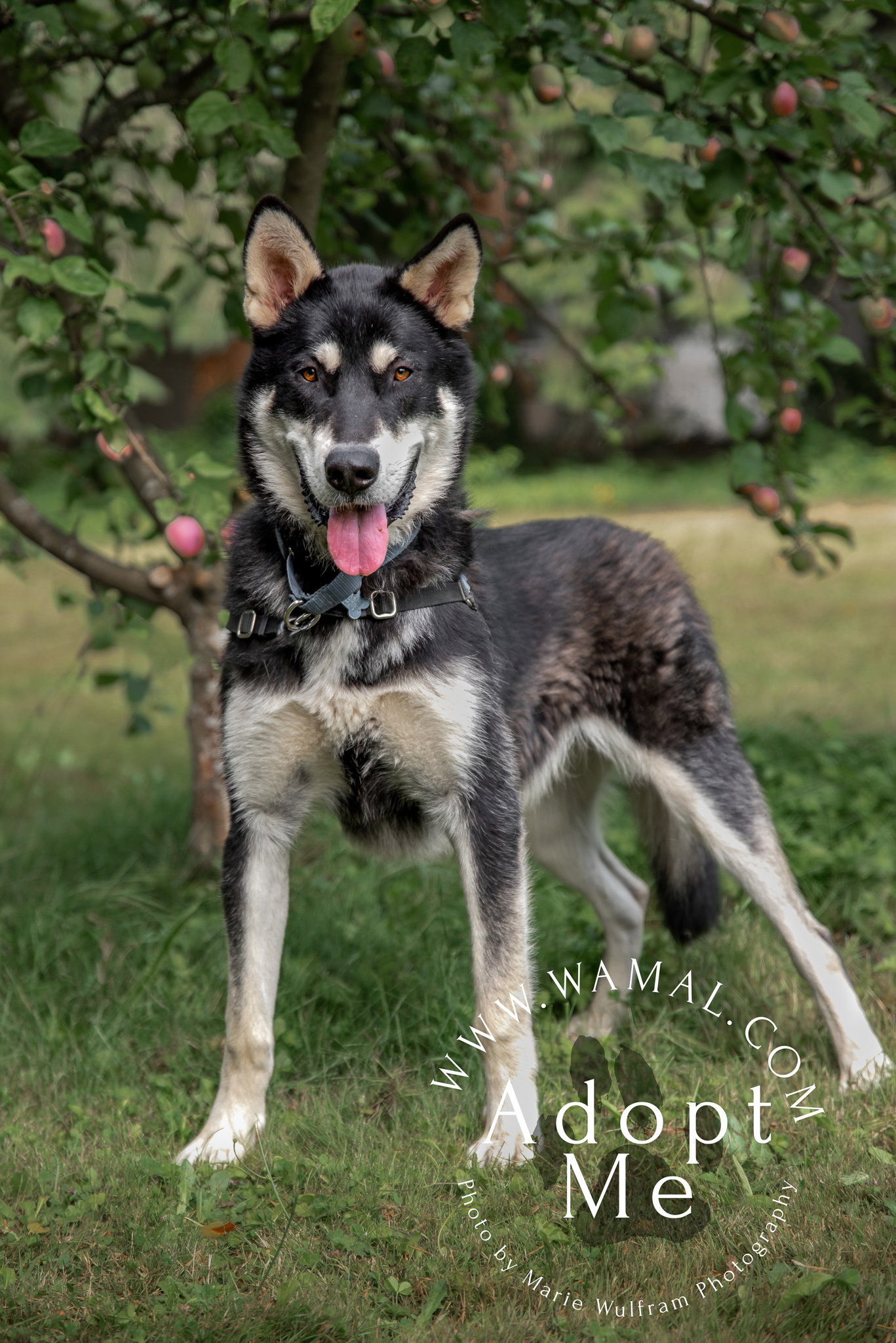 dog-image