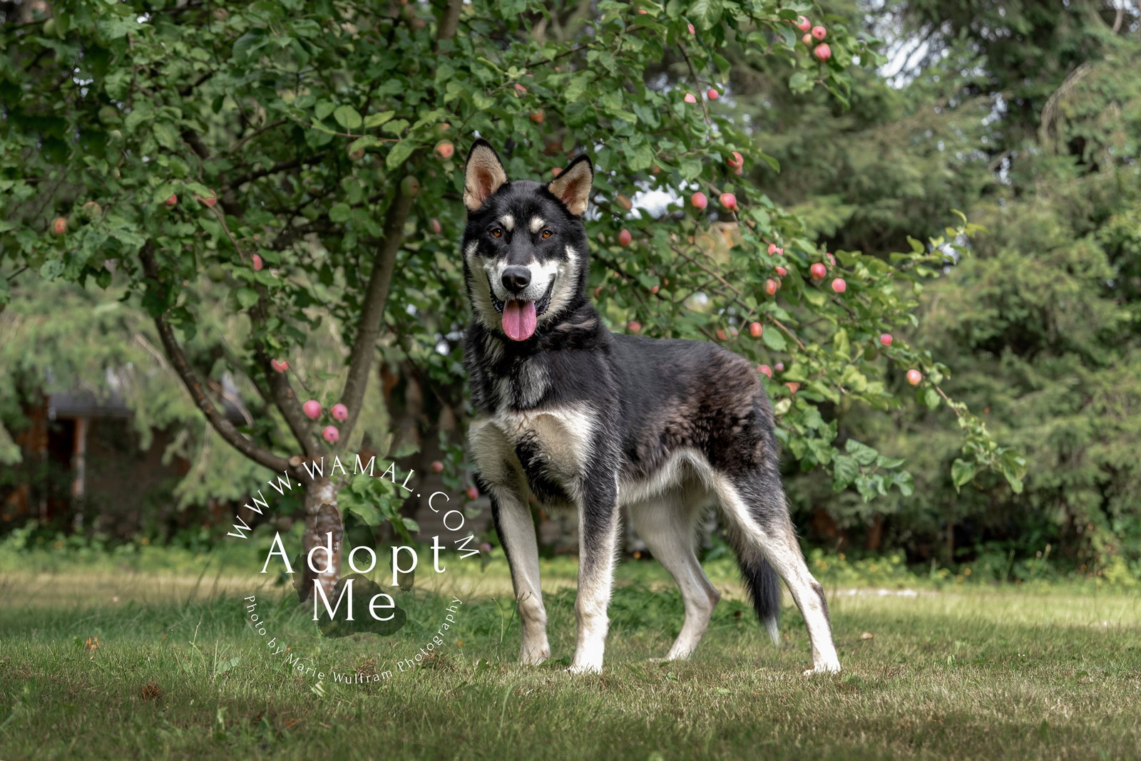 dog-image