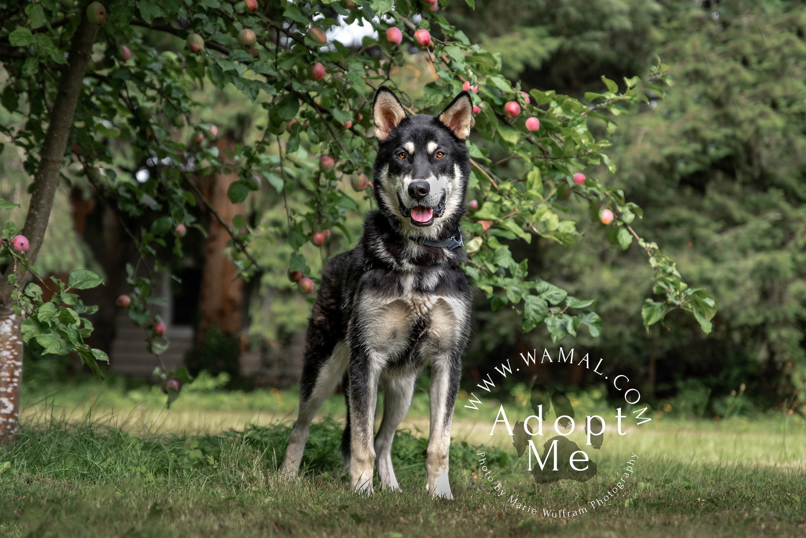 dog-image