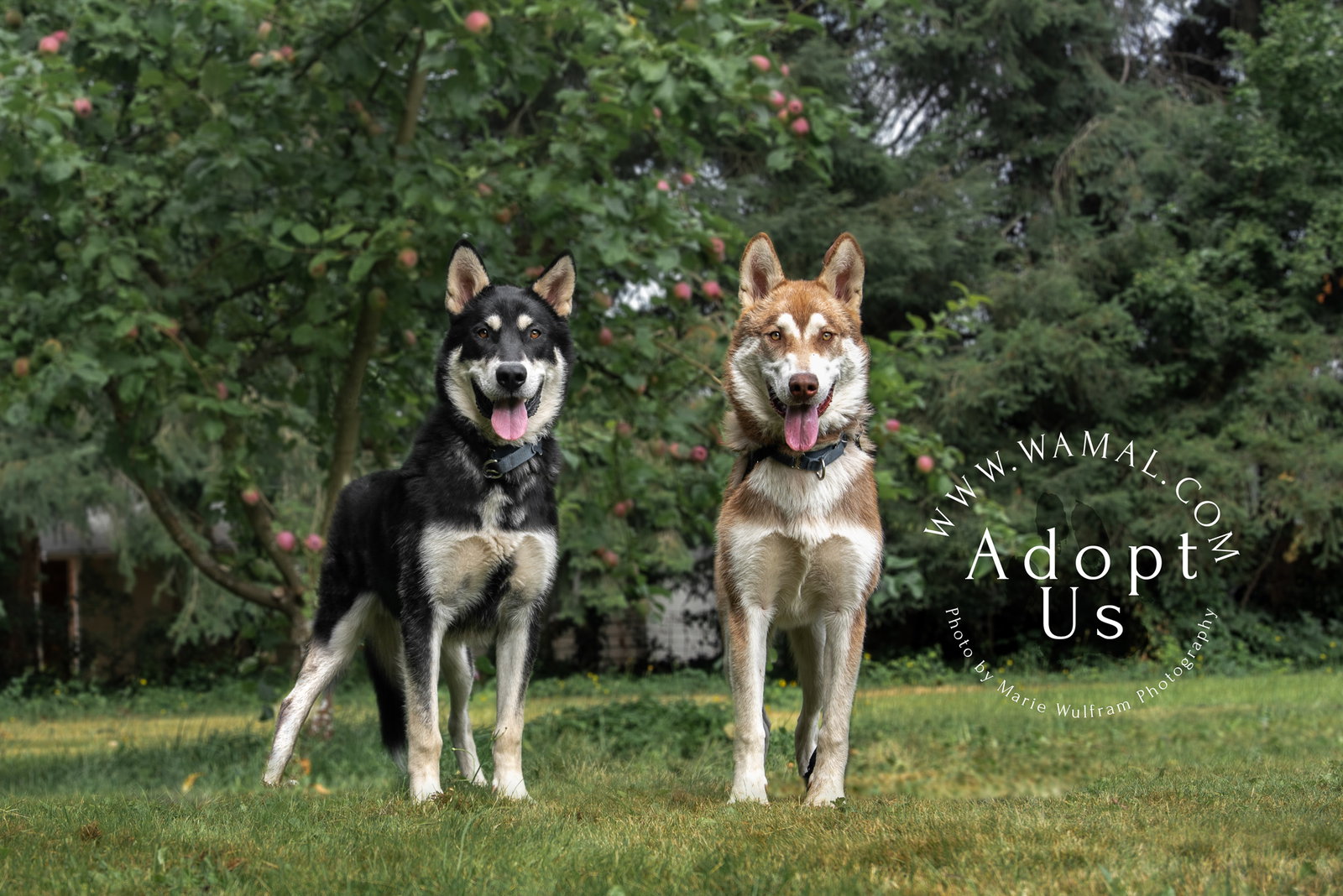 dog-image