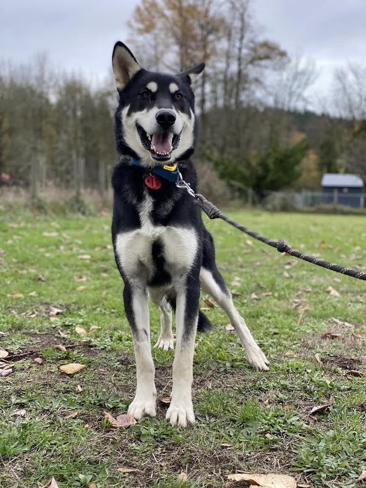 dog-image