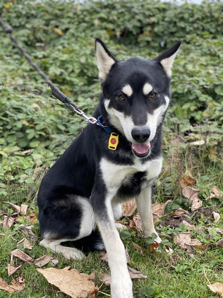 dog-image