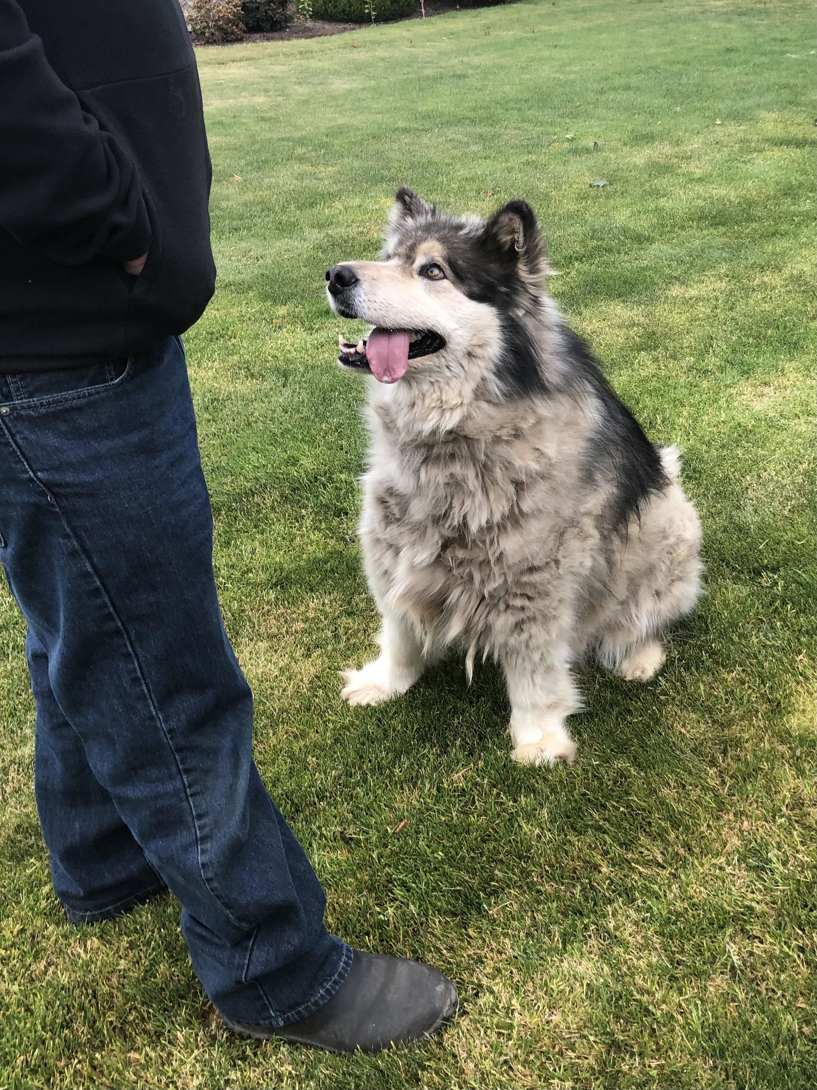 dog-image