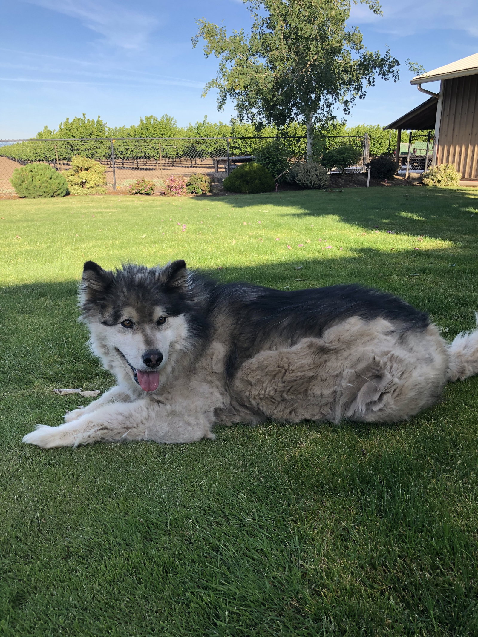 dog-image