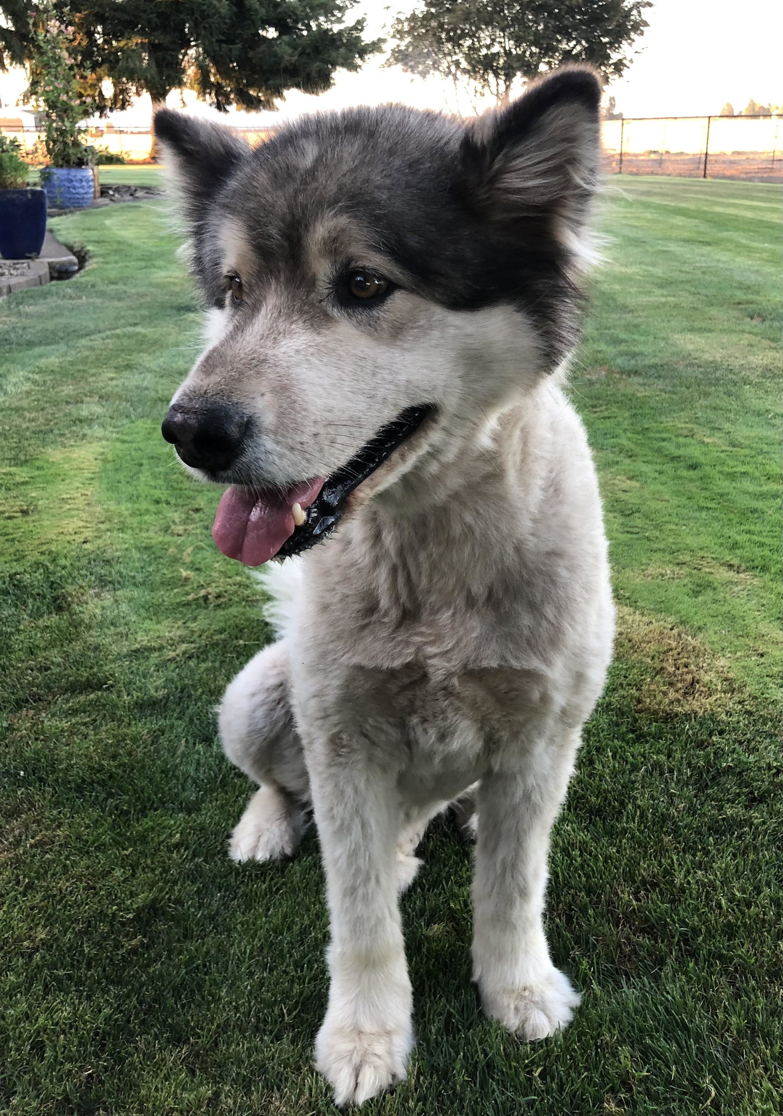dog-image