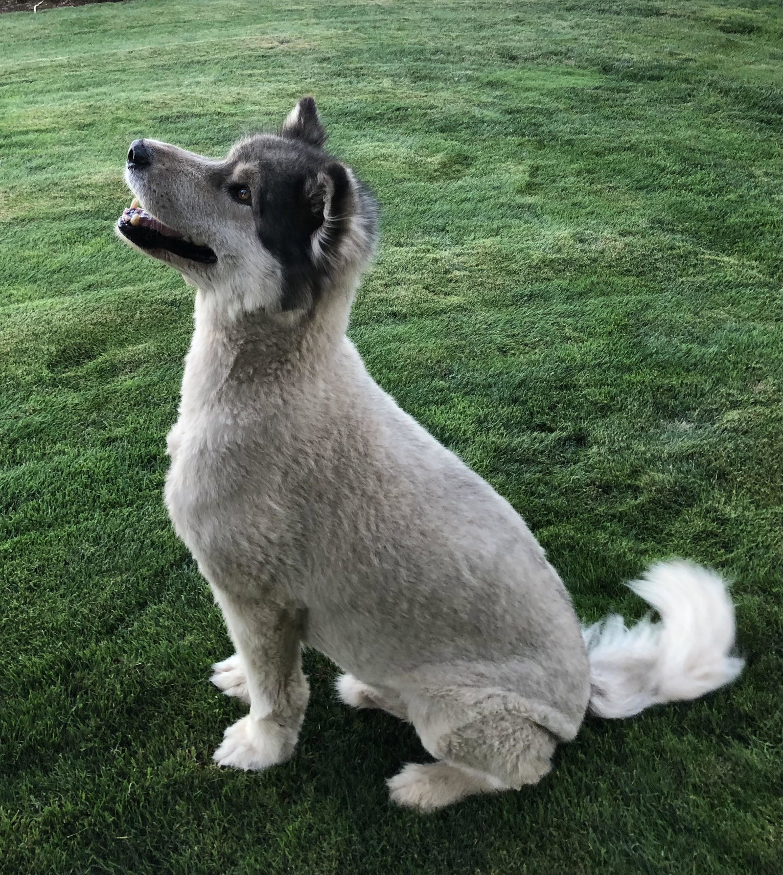 dog-image