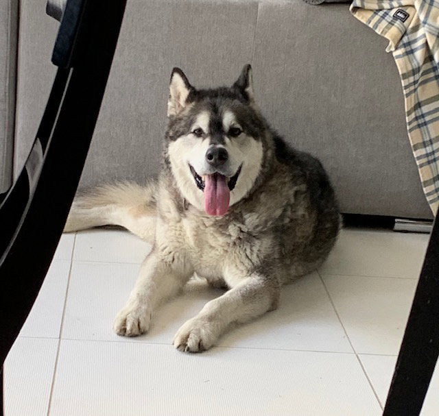 dog-image