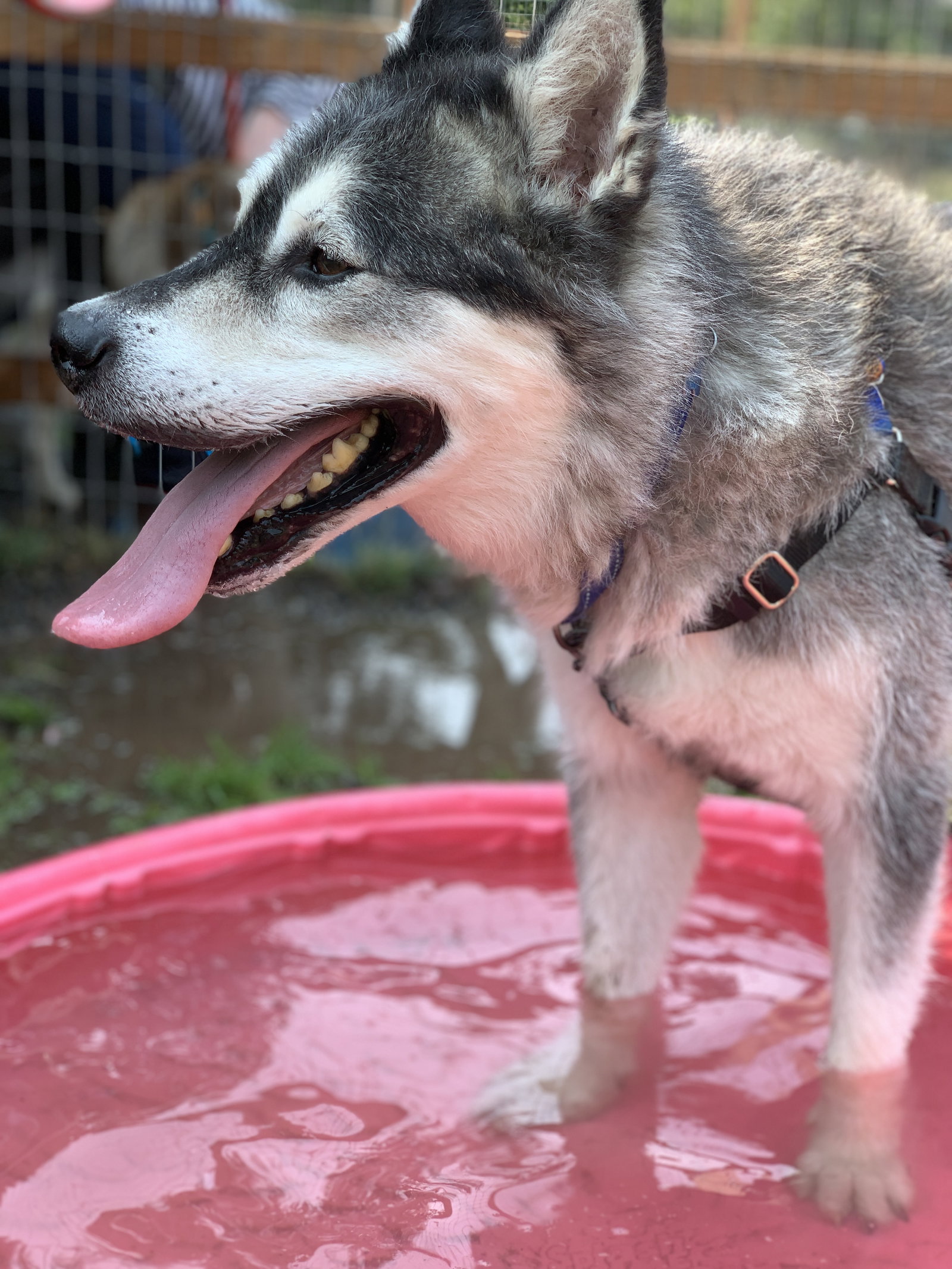 dog-image