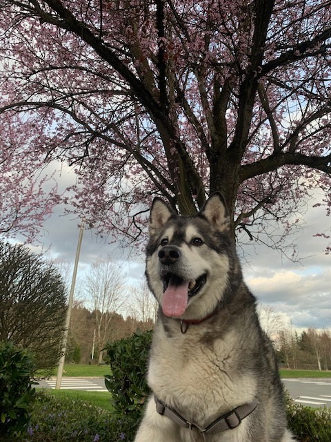 dog-image