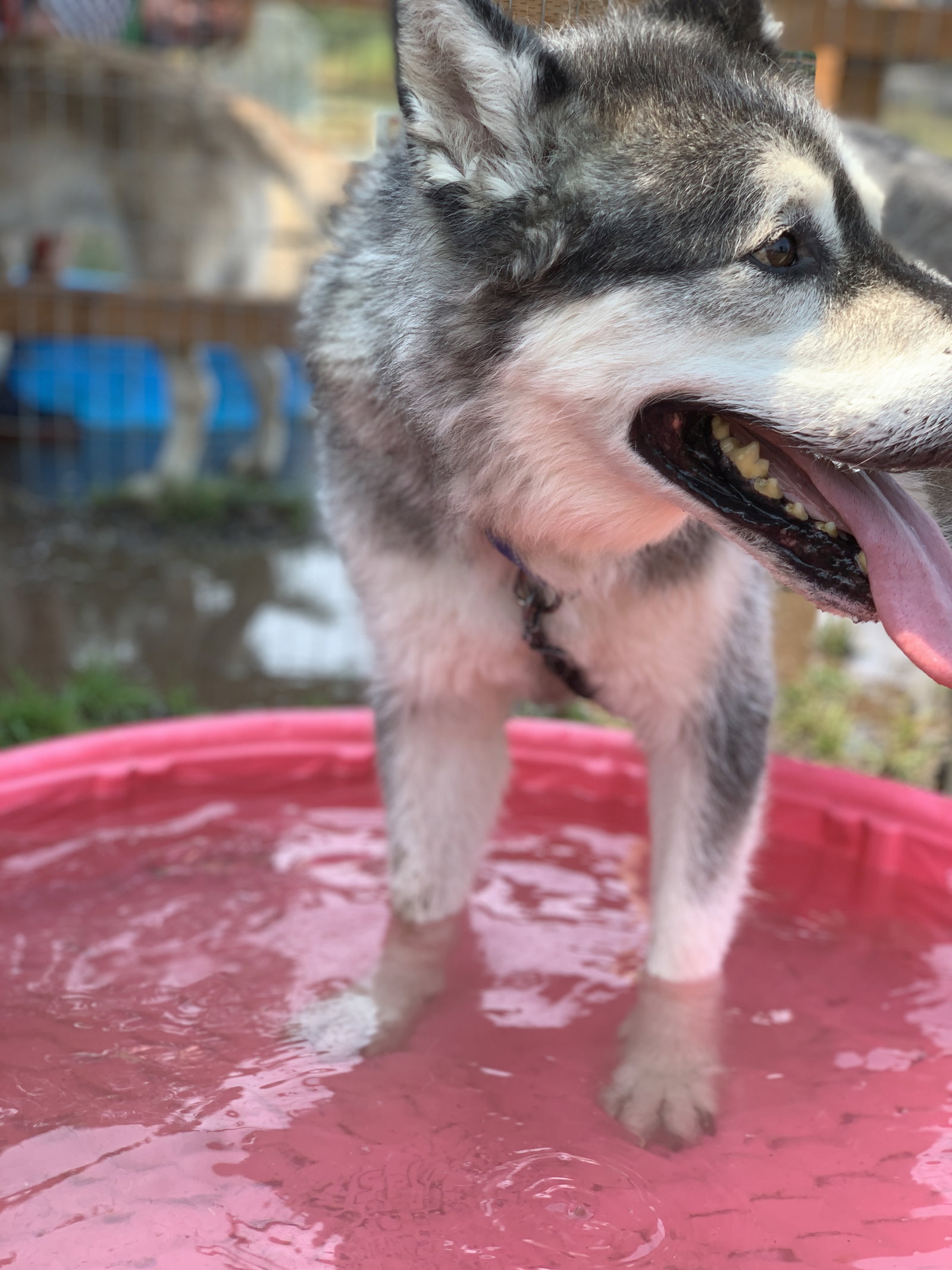 dog-image