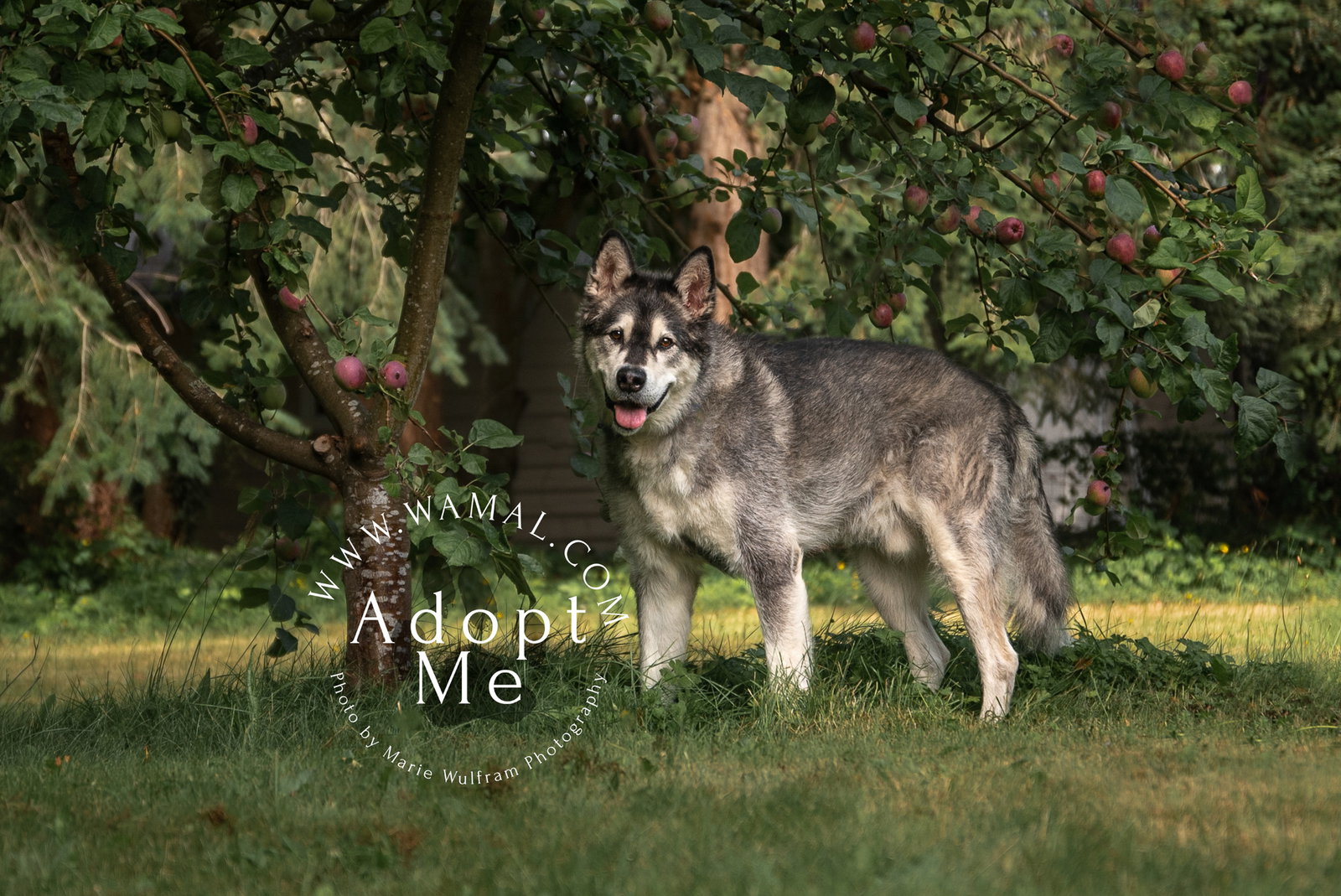 dog-image