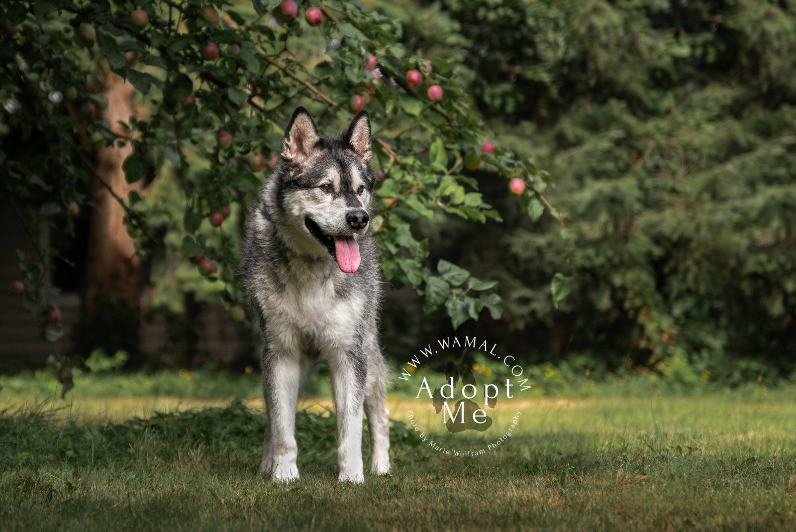 dog-image