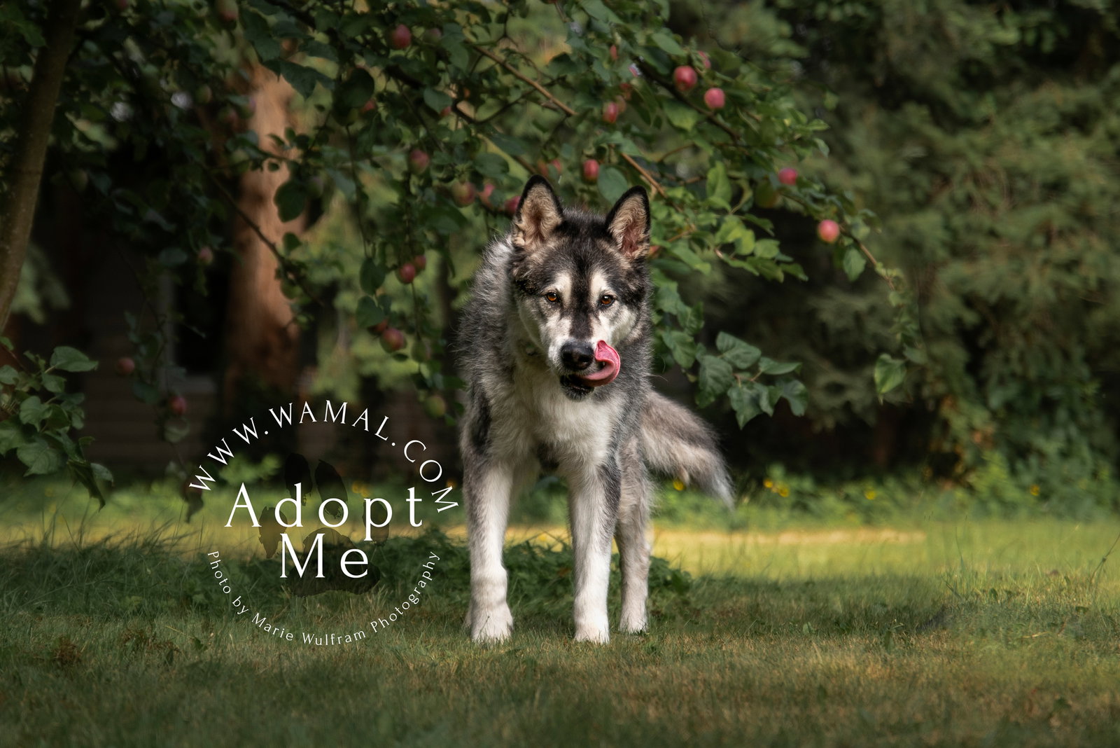 dog-image