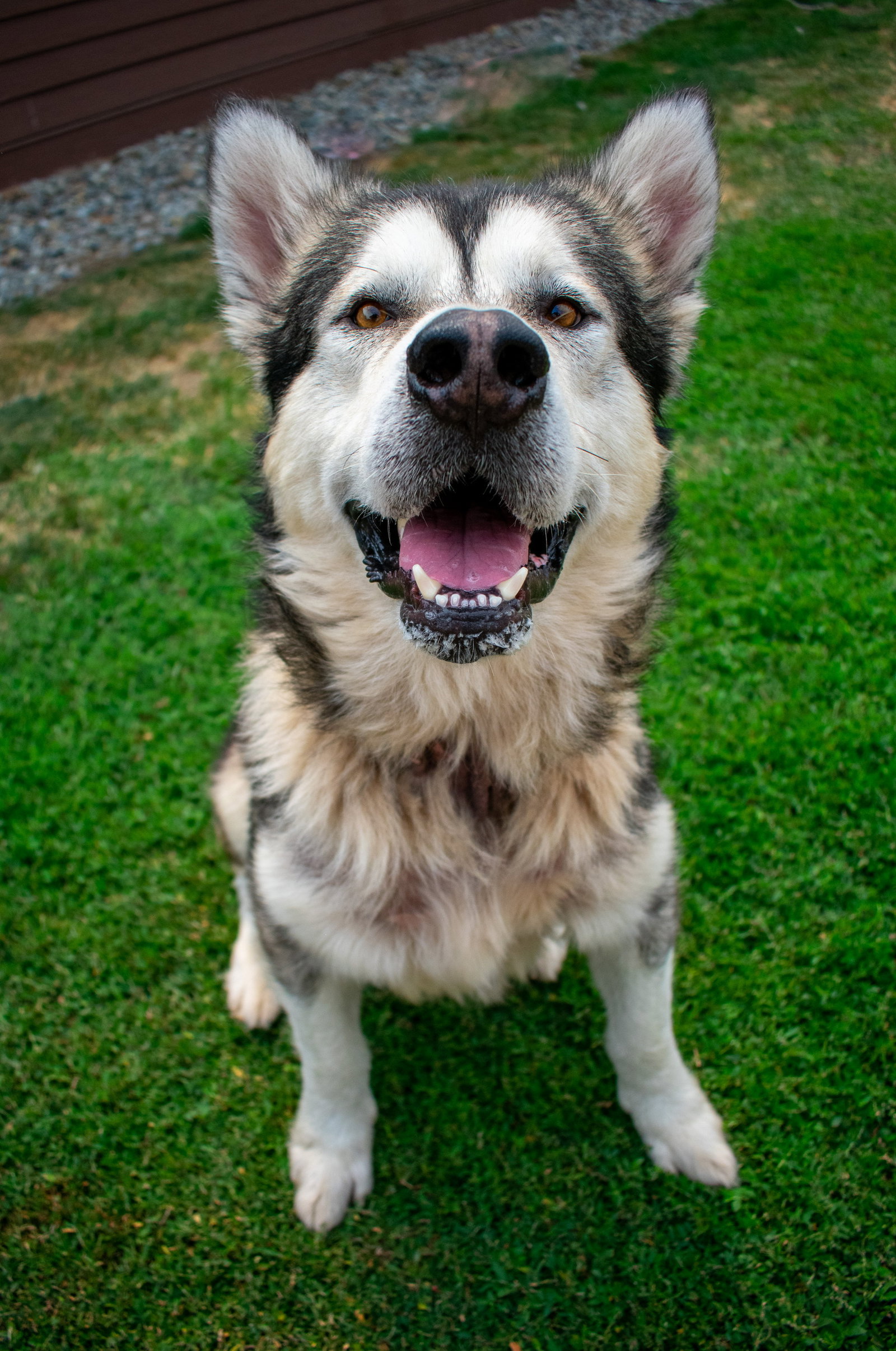 DANIEL (renamed Koda)
