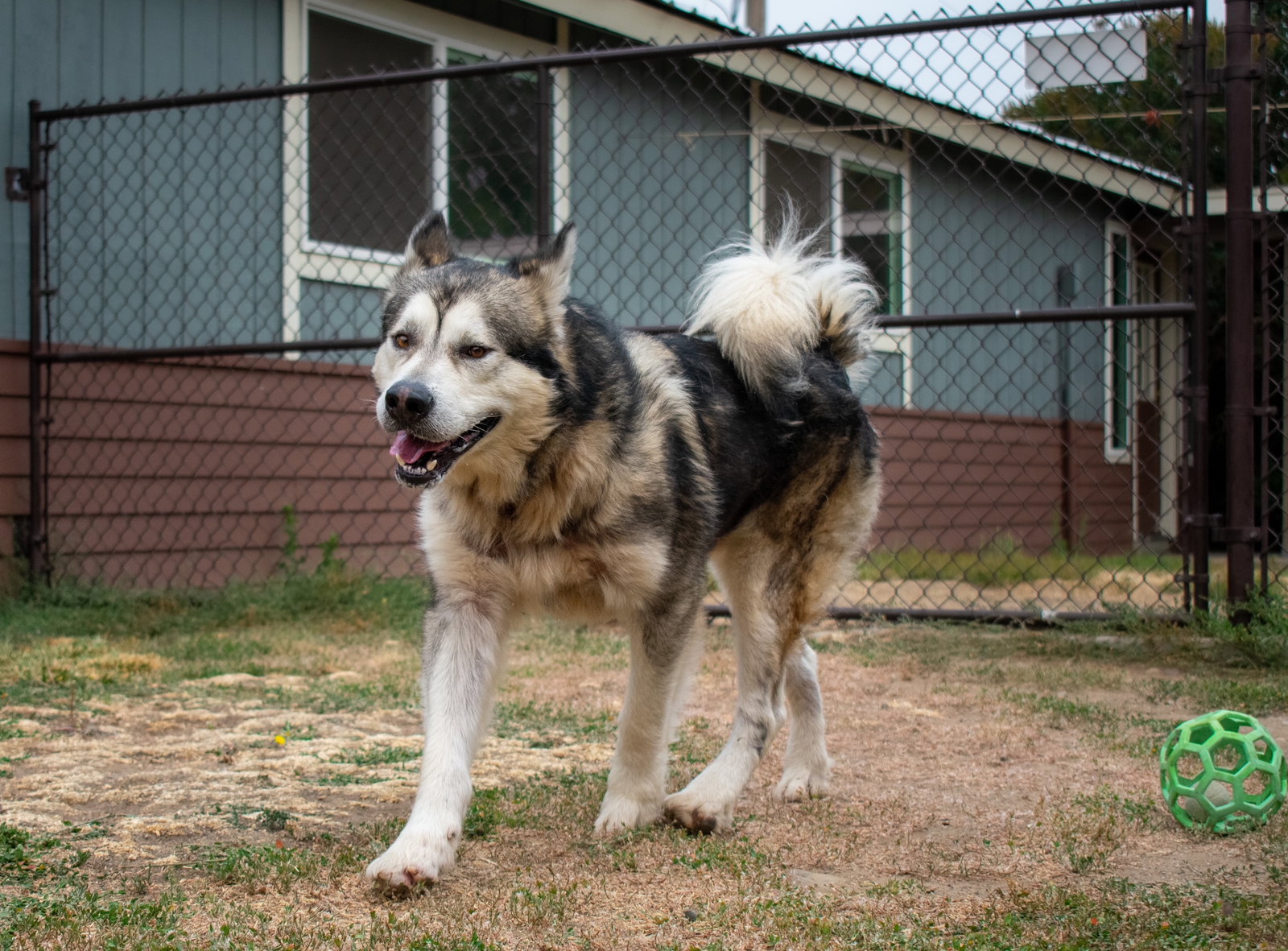 dog-image