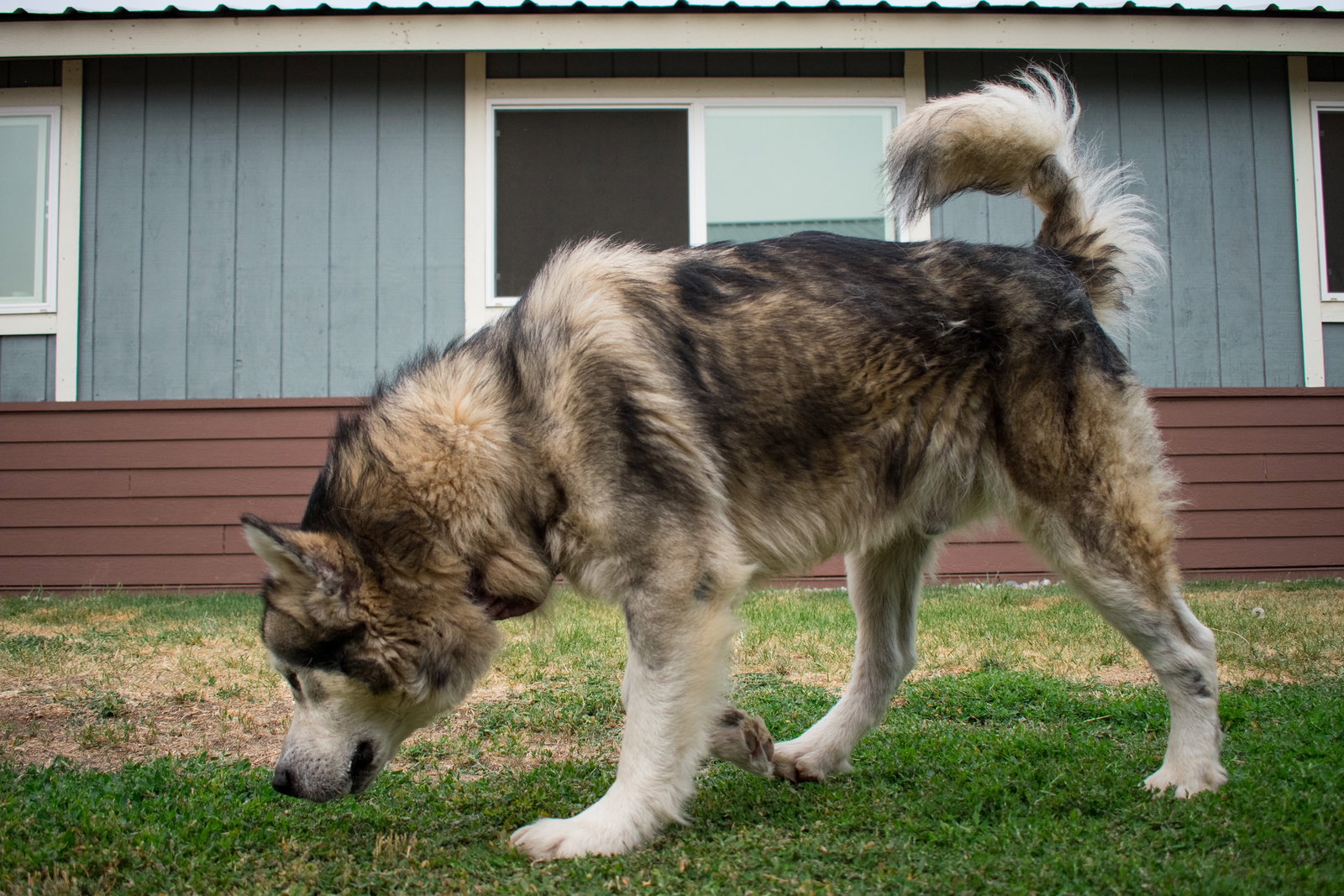 dog-image