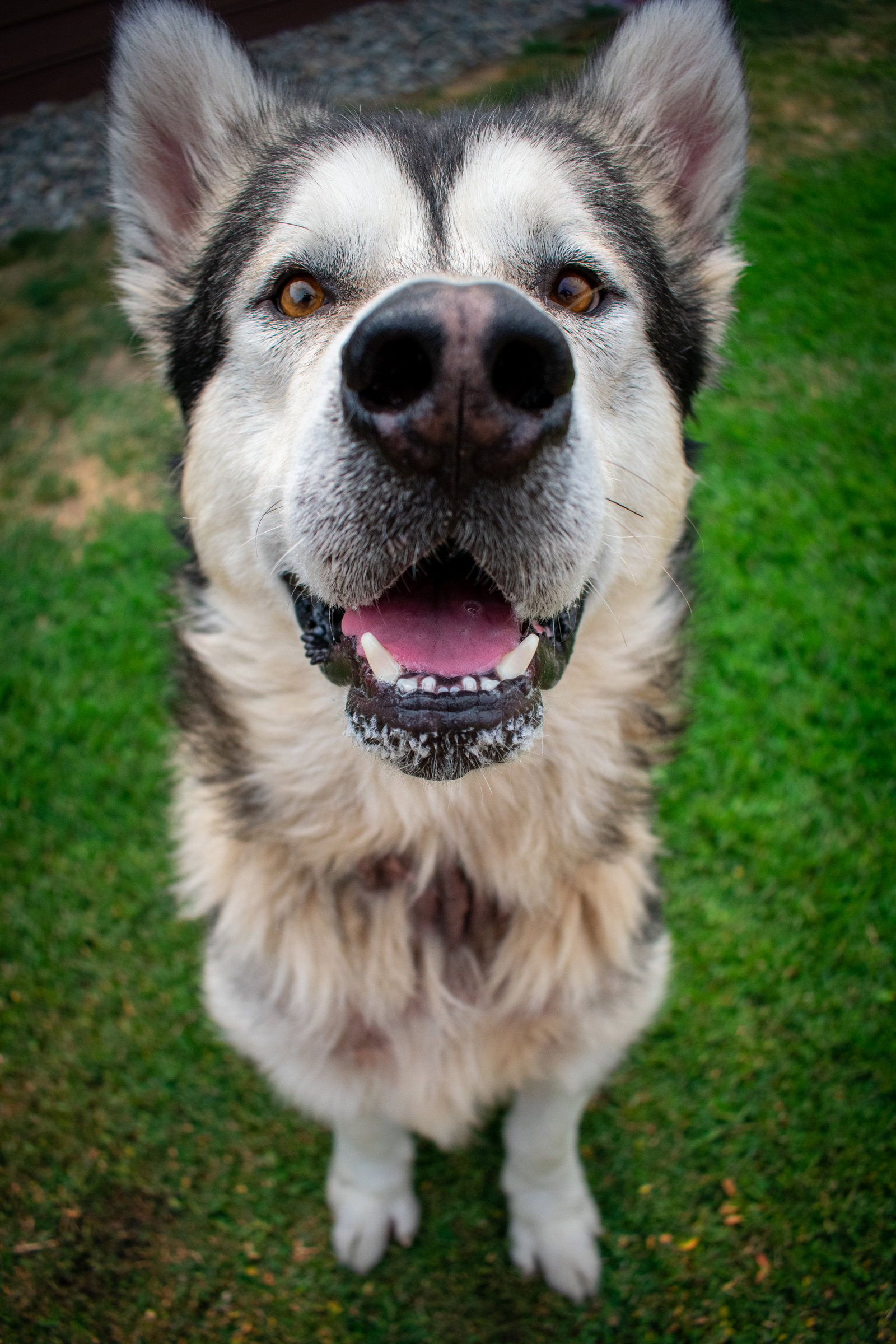 dog-image