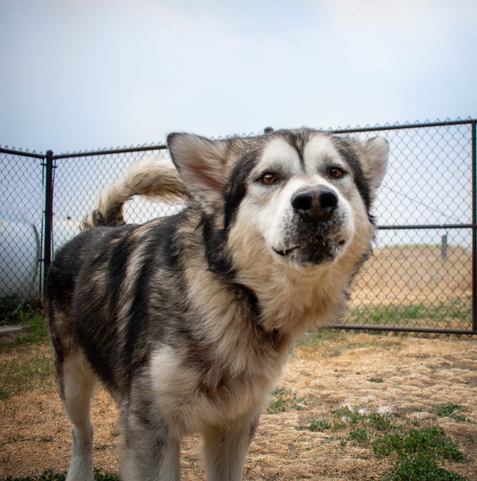 dog-image