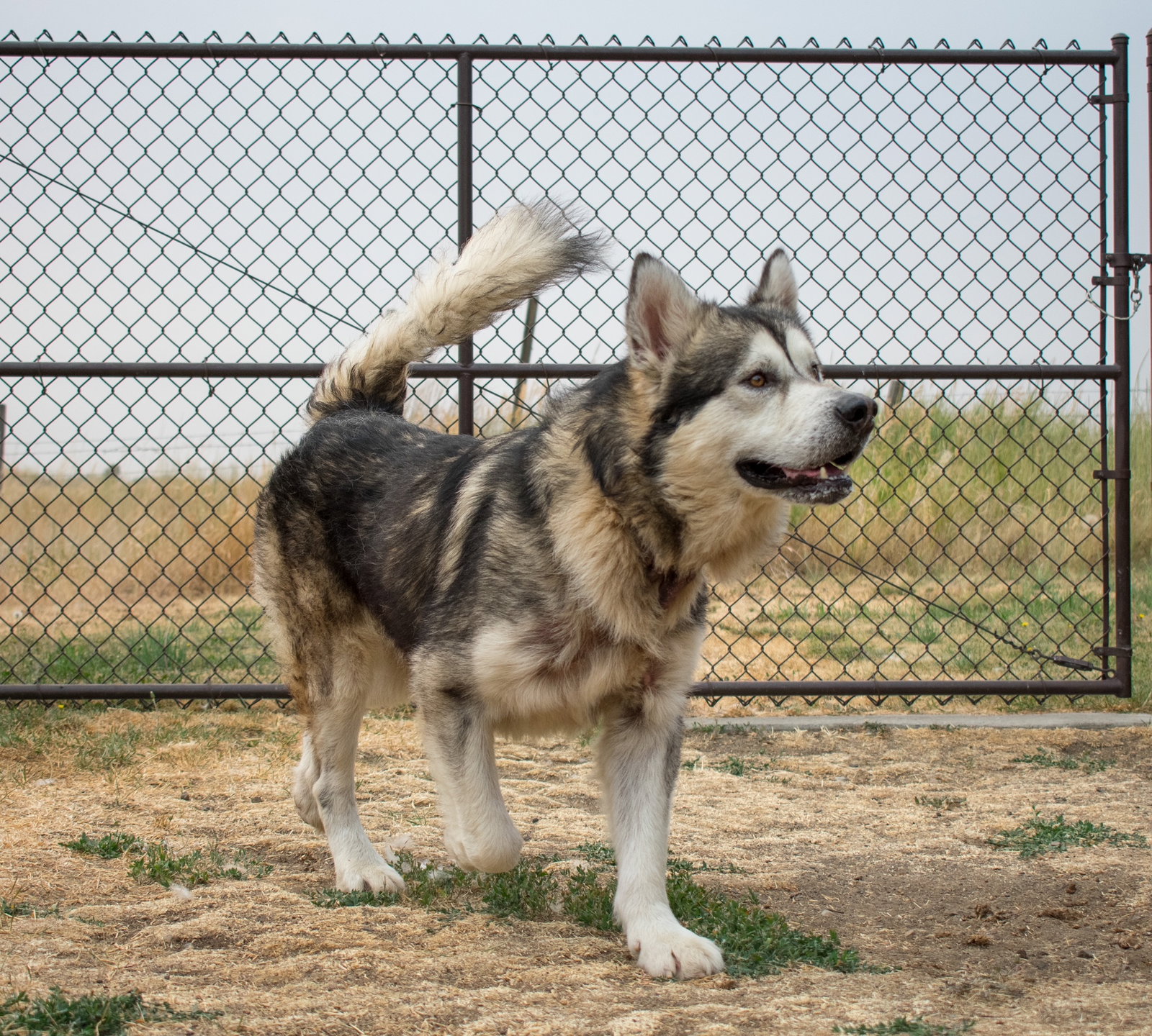 dog-image