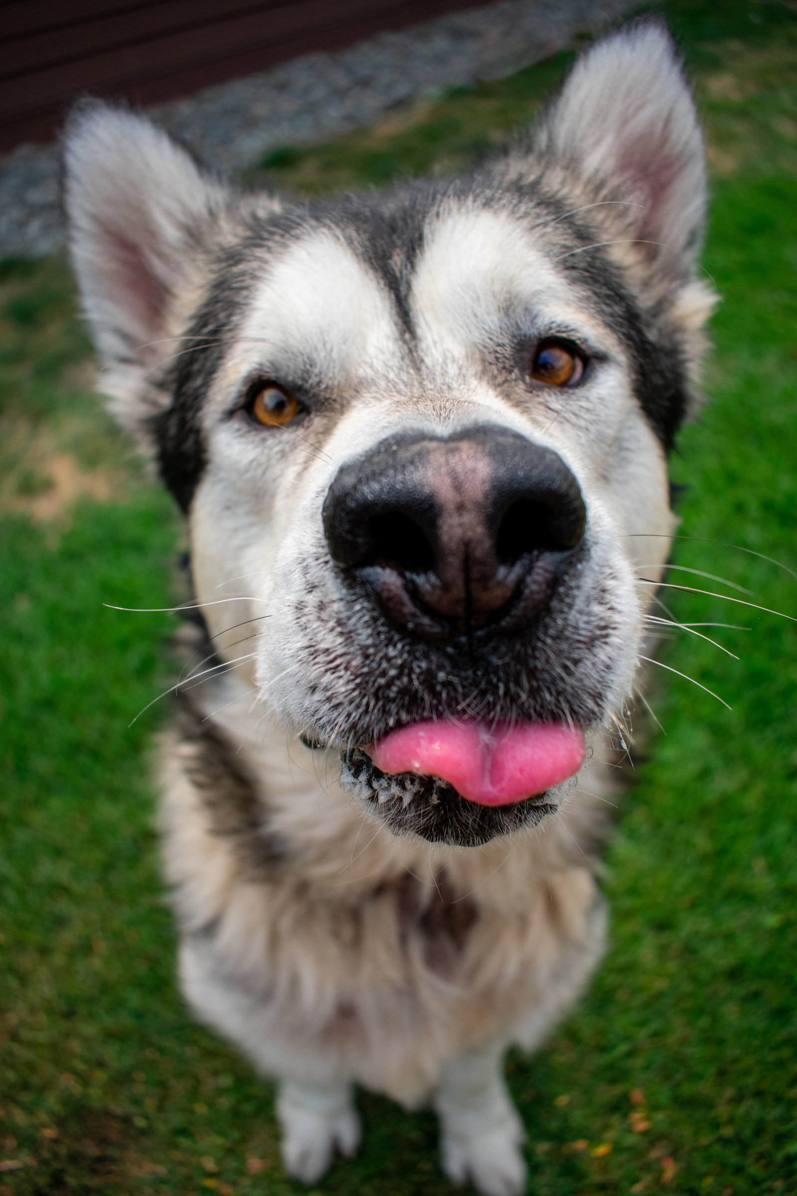 dog-image