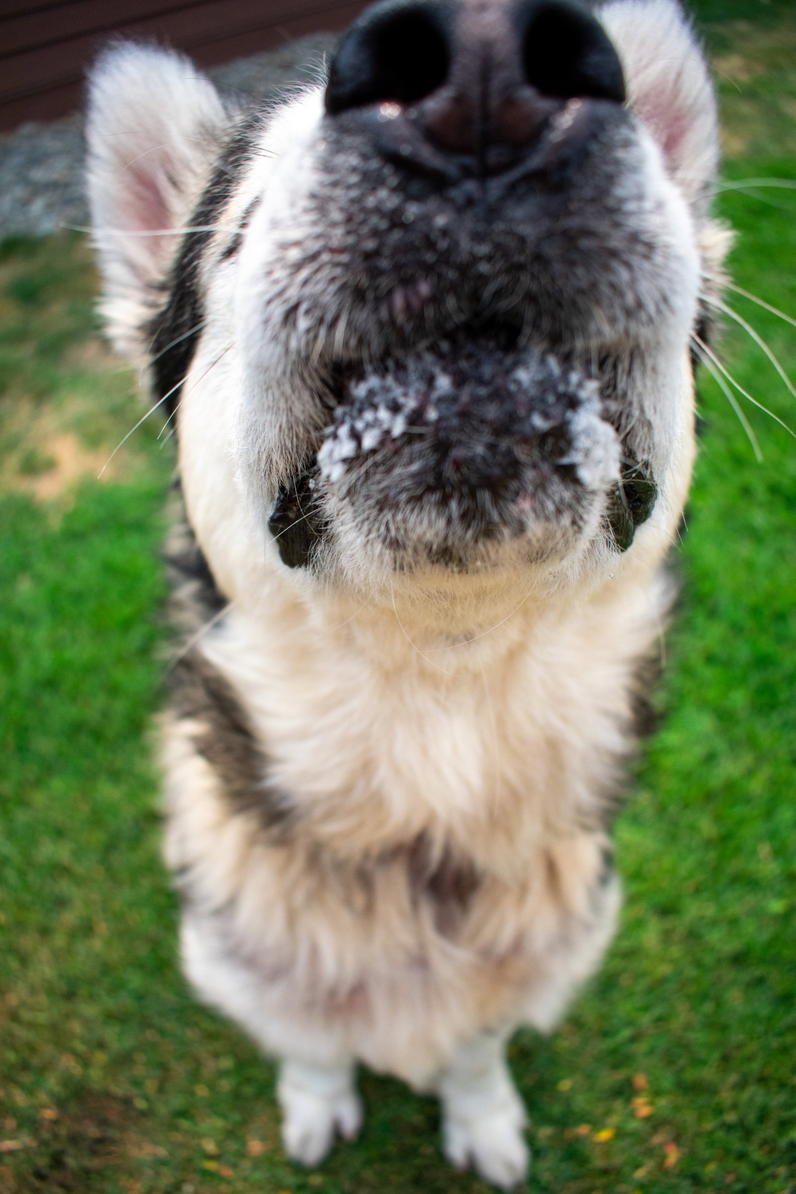 dog-image