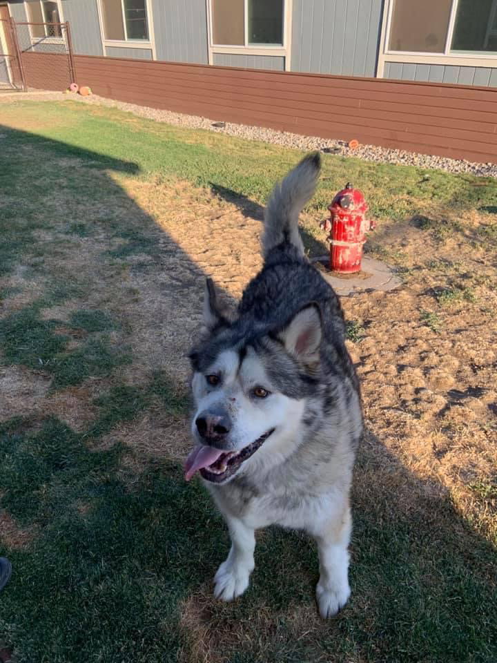 dog-image