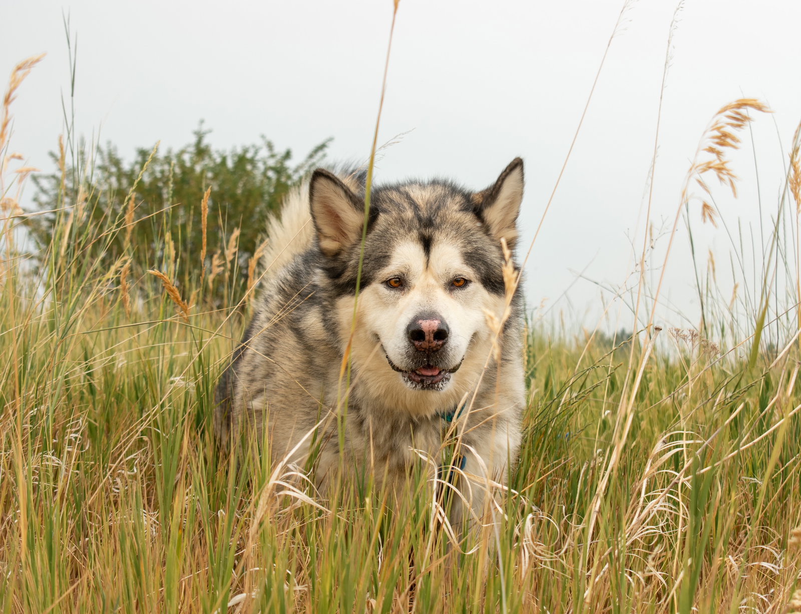 dog-image