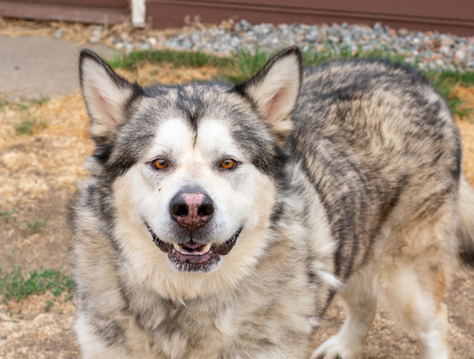 dog-image