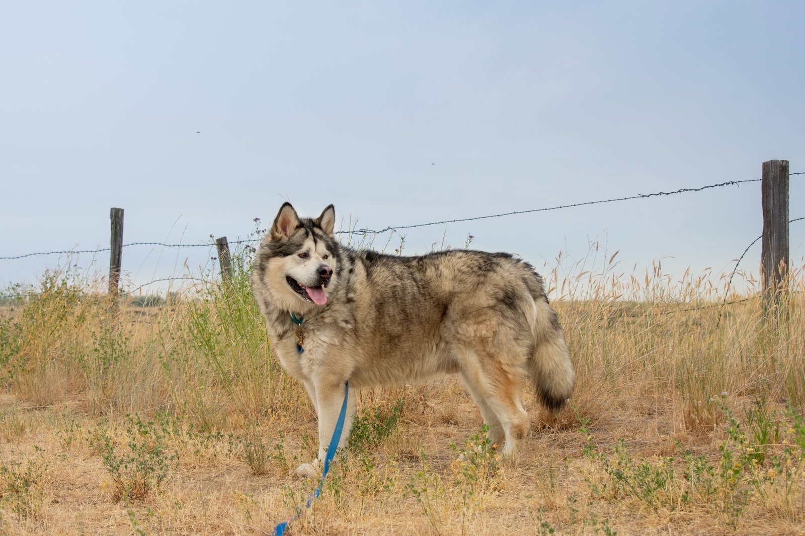 dog-image