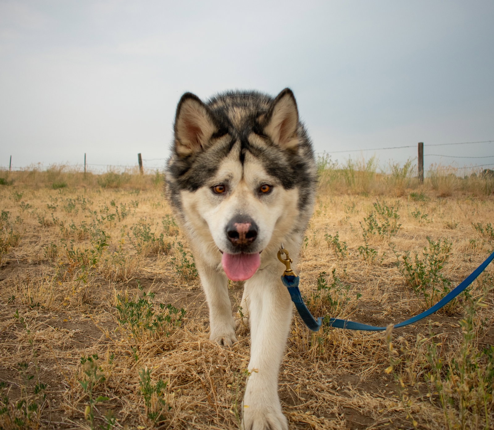 dog-image
