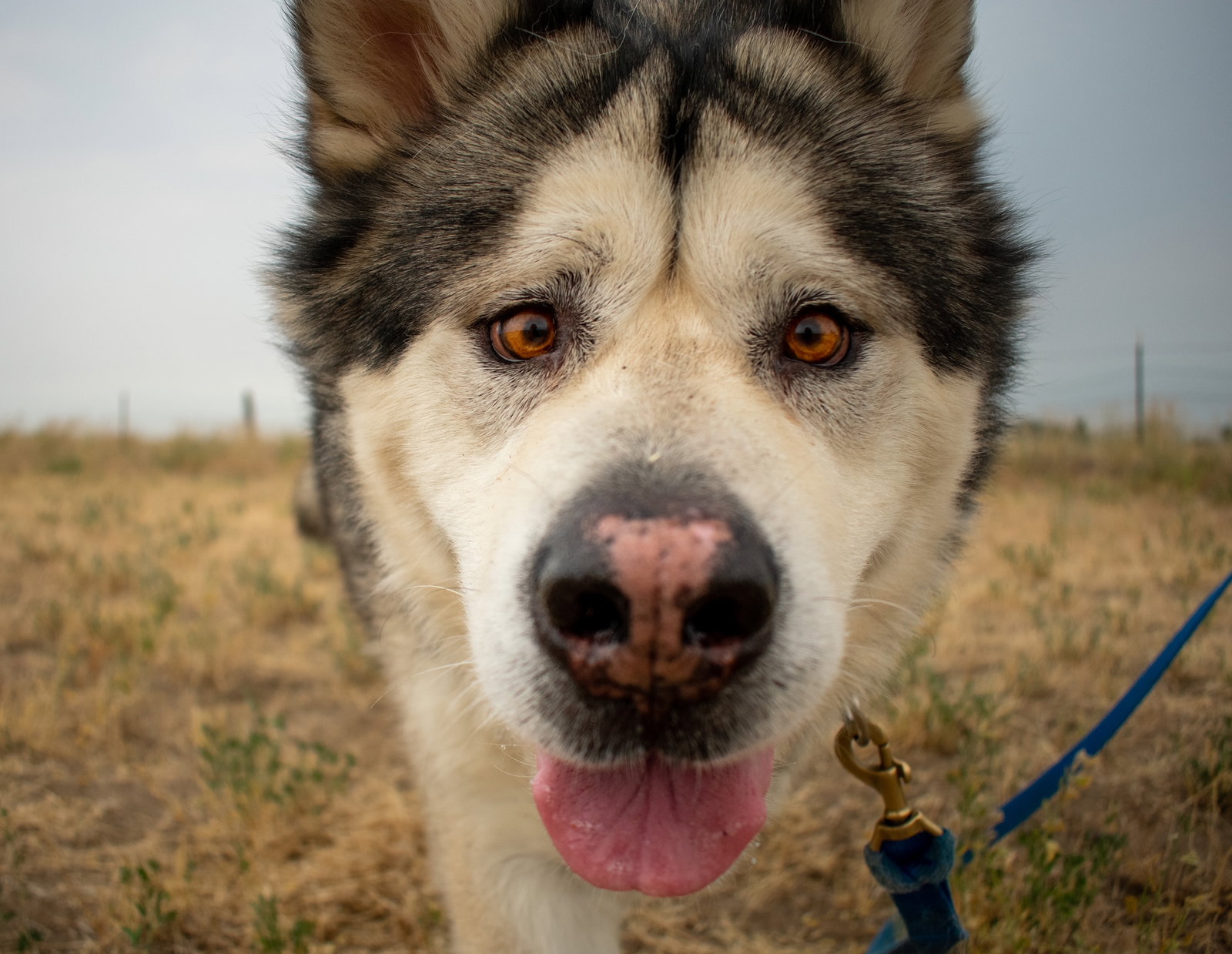 dog-image