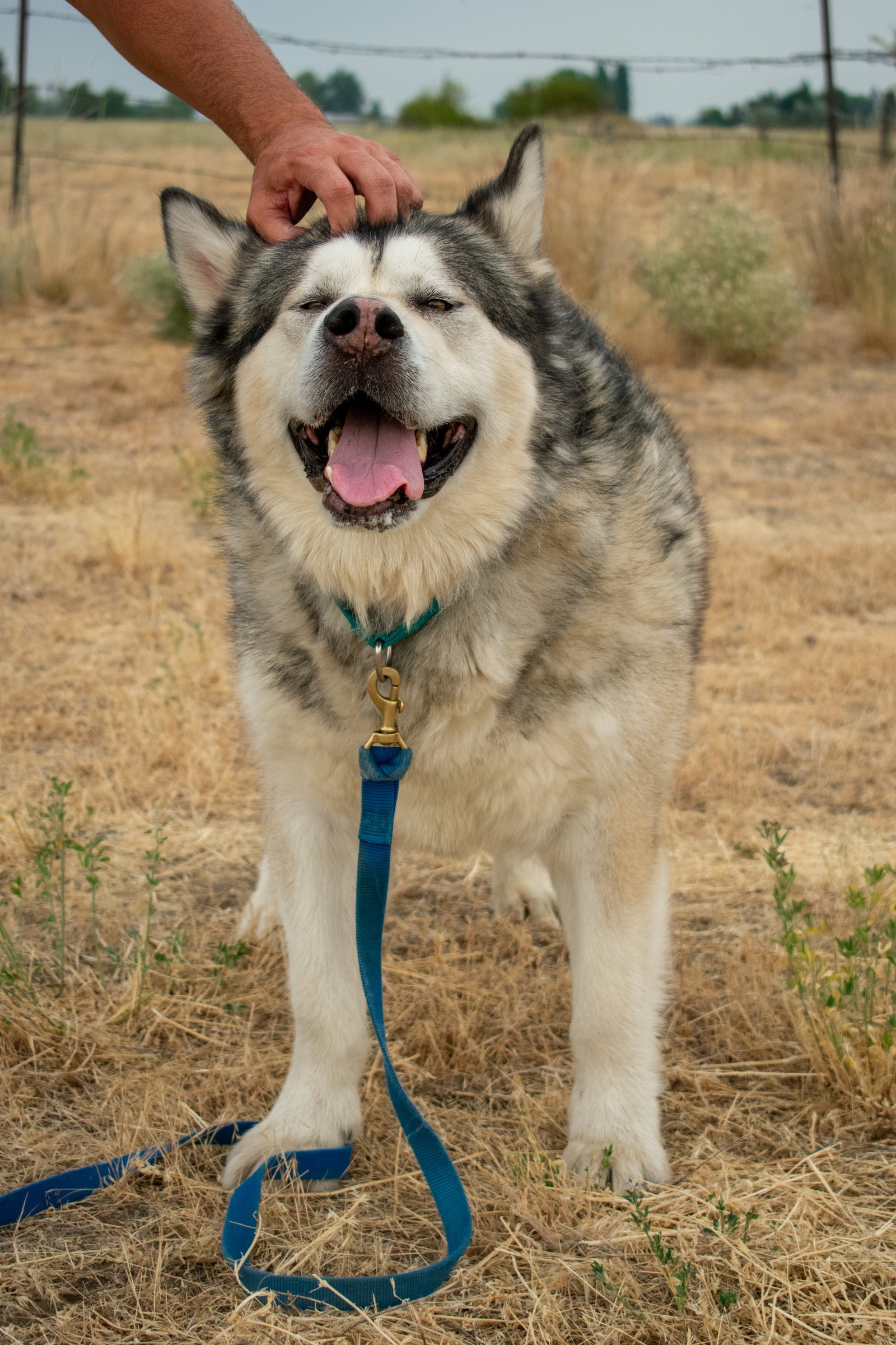 dog-image