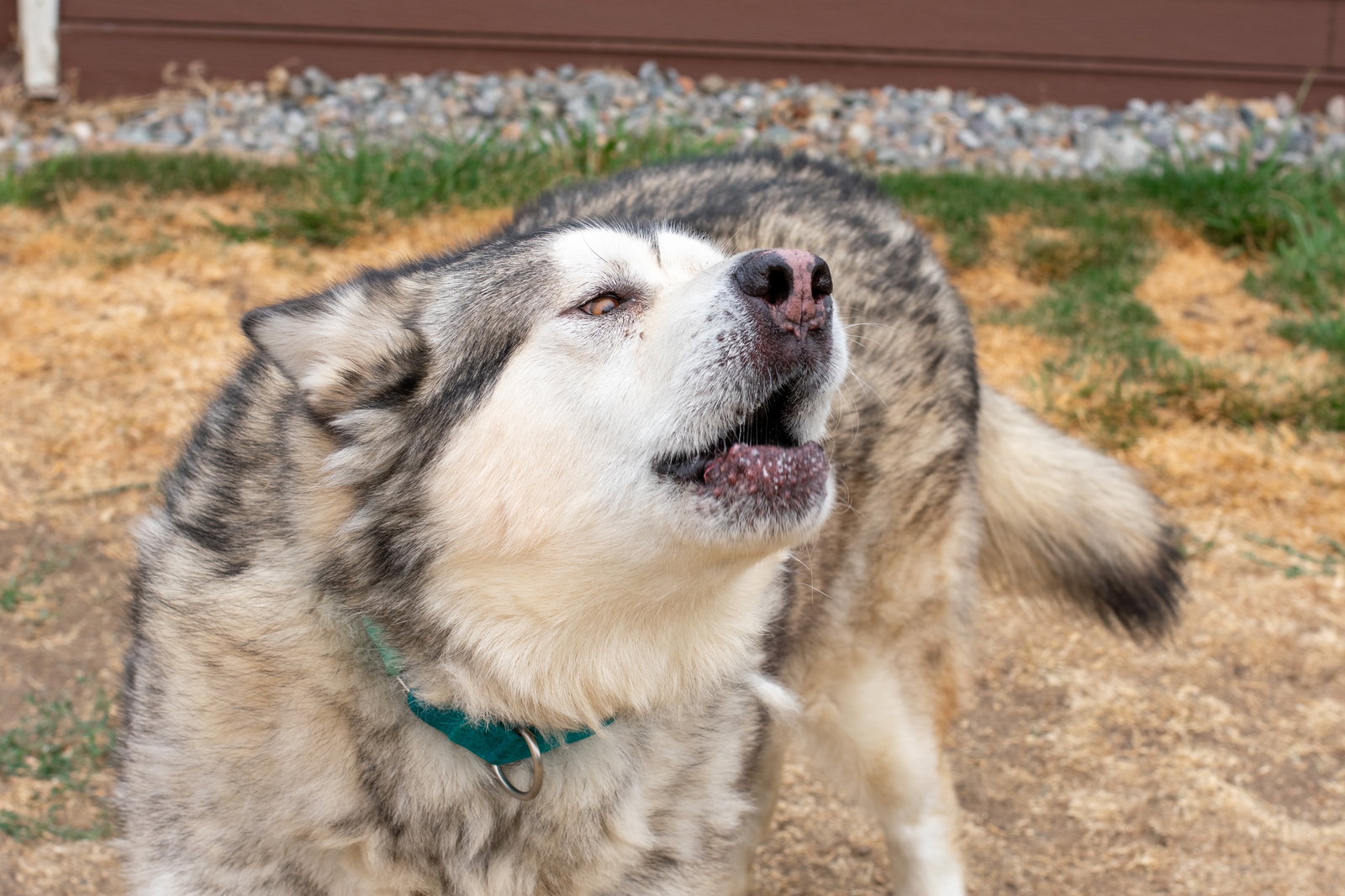 dog-image