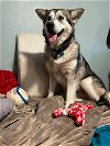 adoptable Dog in , WA named SHELBY