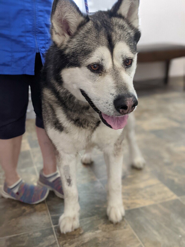 dog-image
