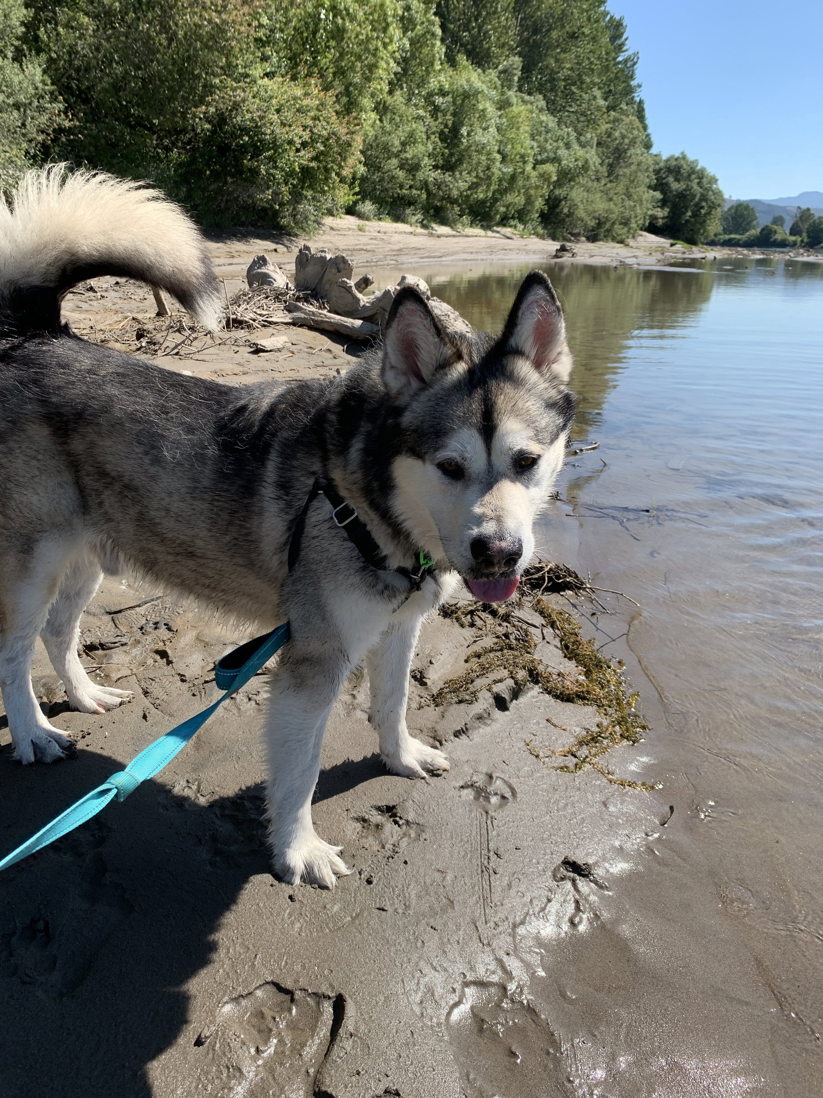 dog-image