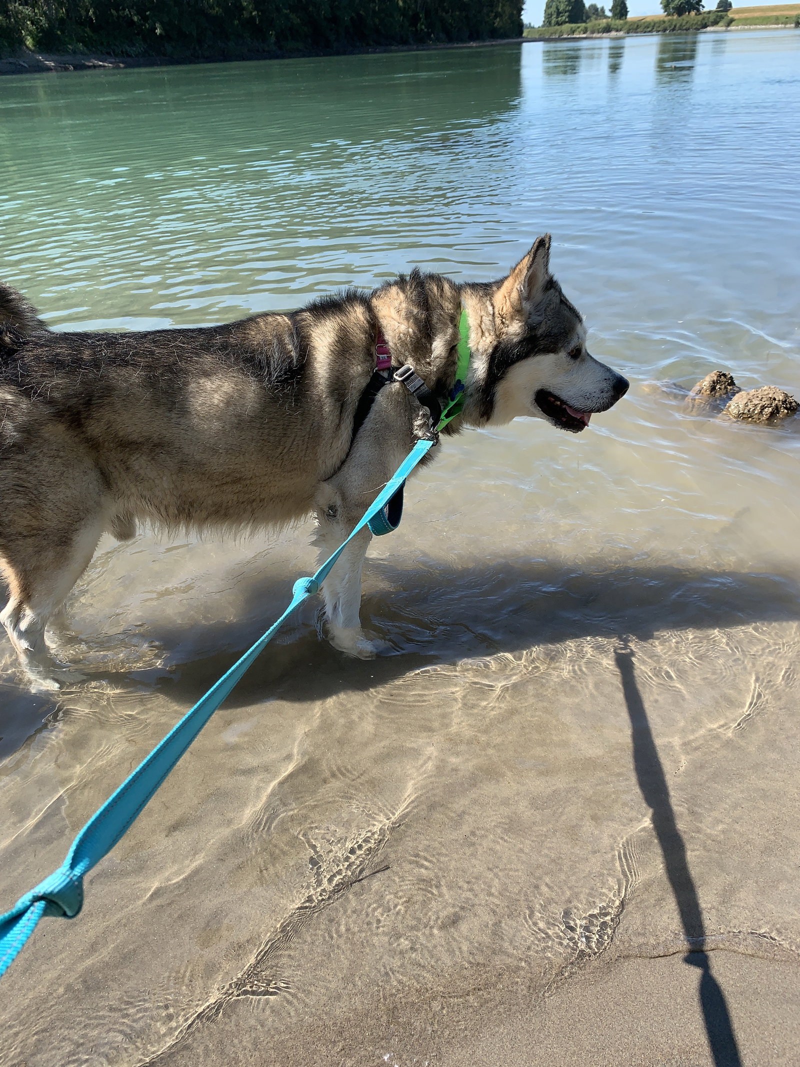 dog-image