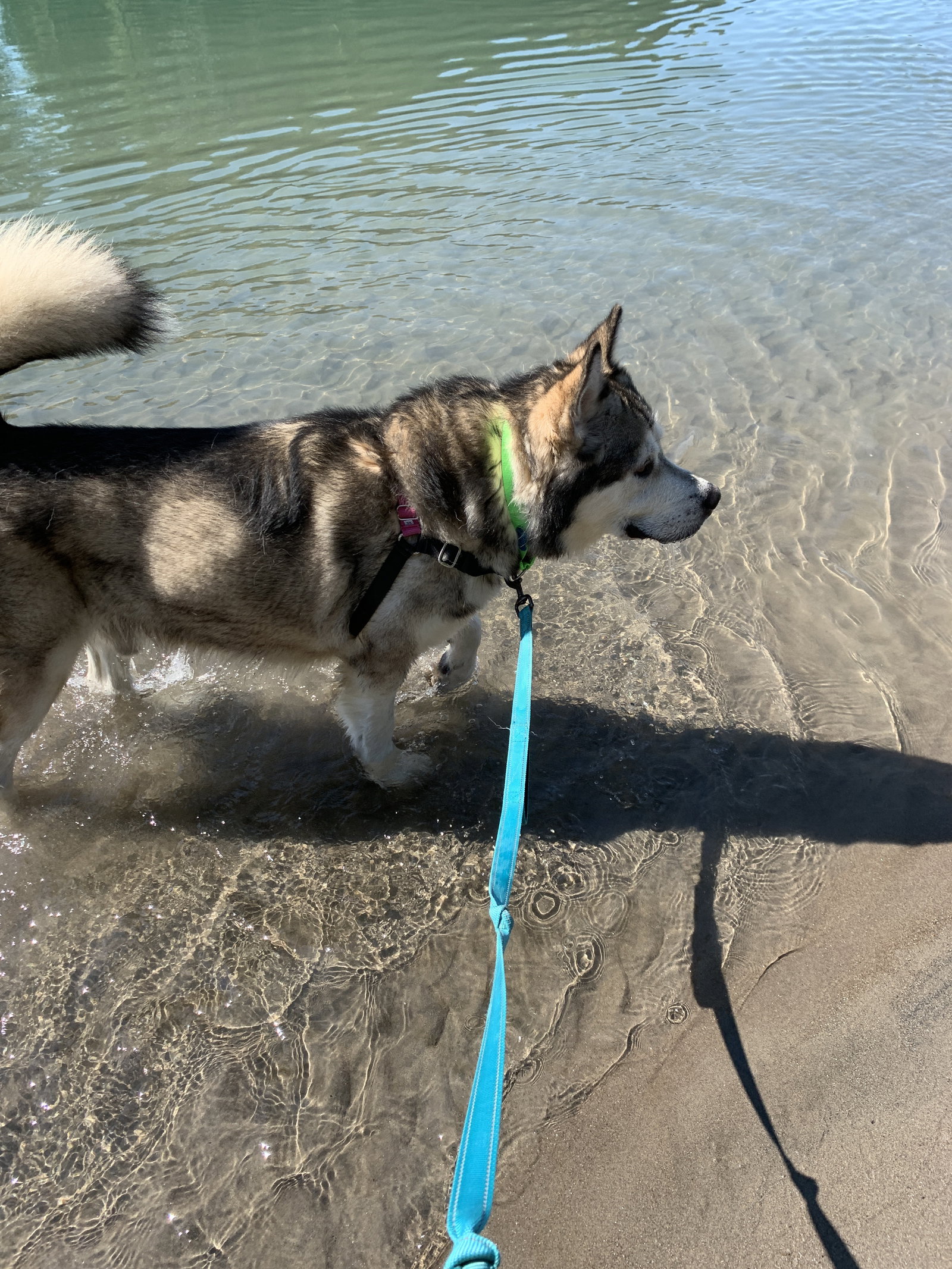 dog-image