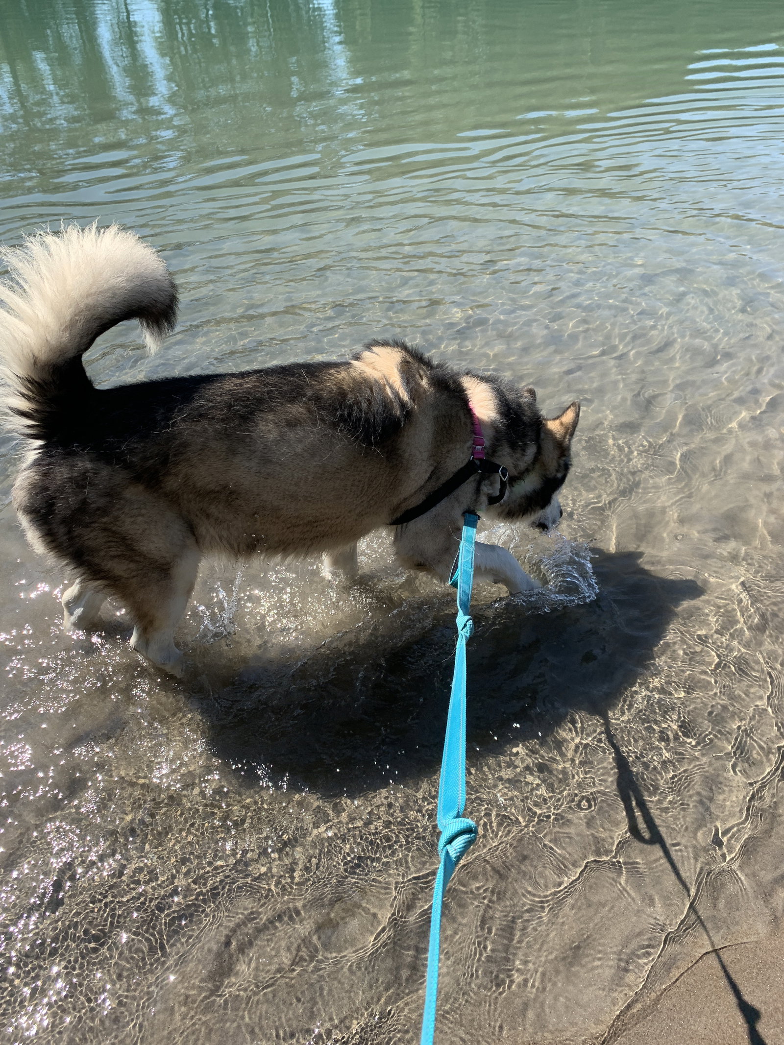 dog-image