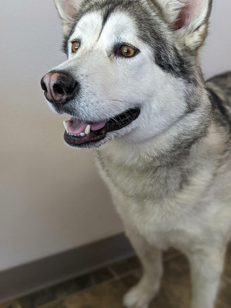 dog-image