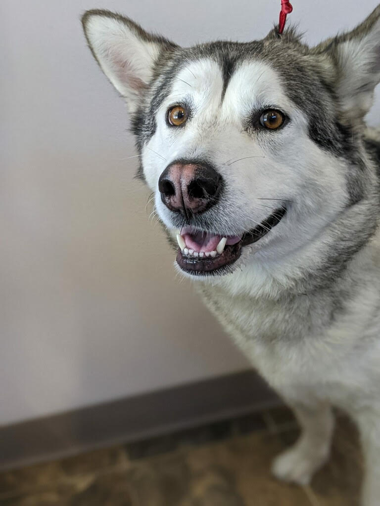 dog-image