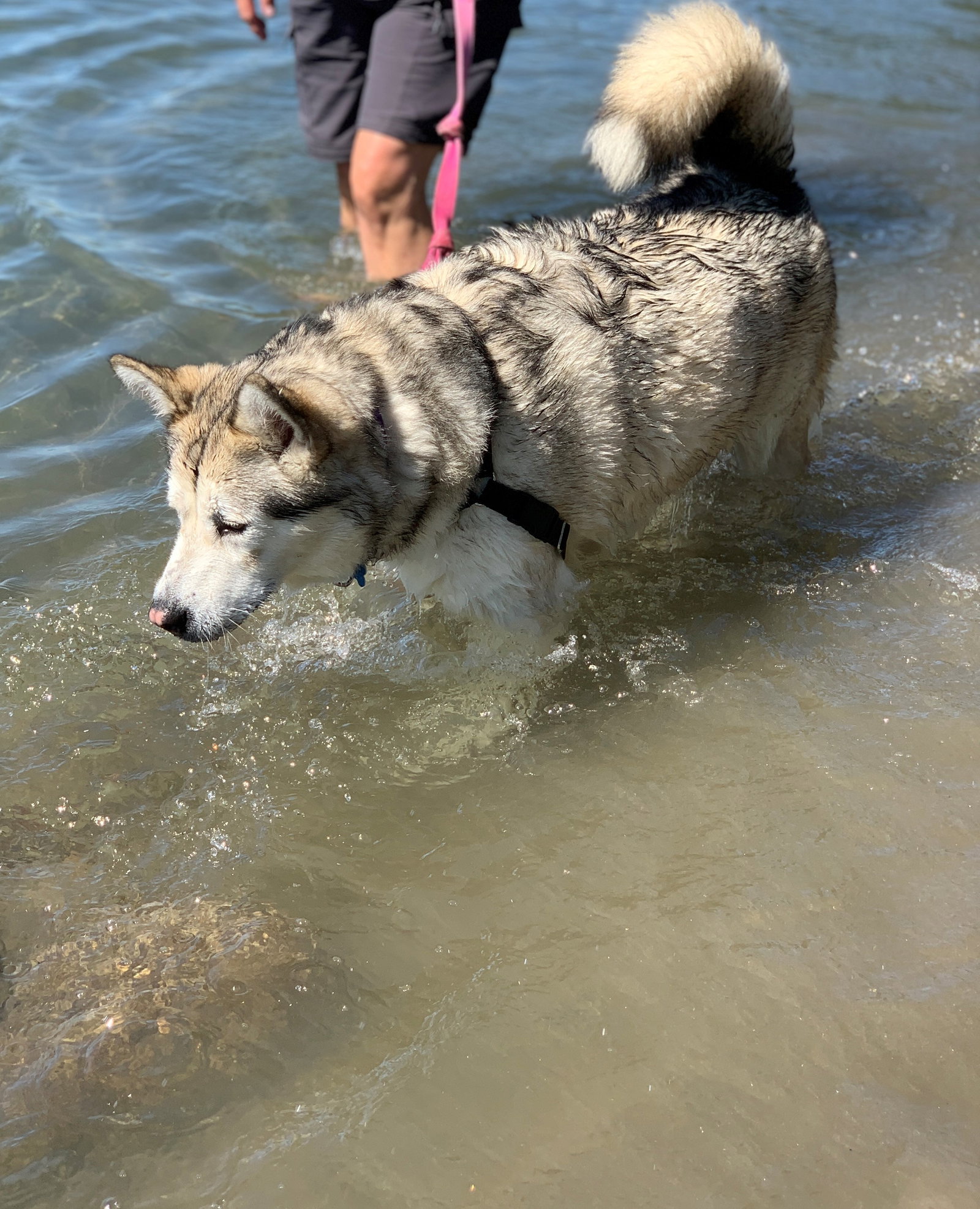 dog-image
