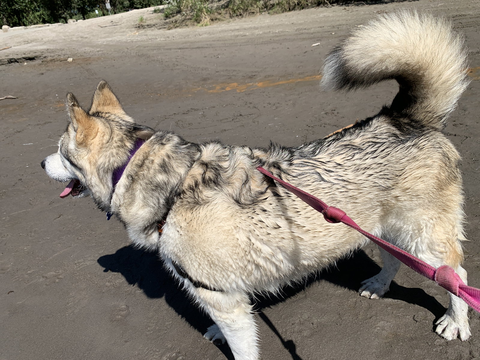dog-image