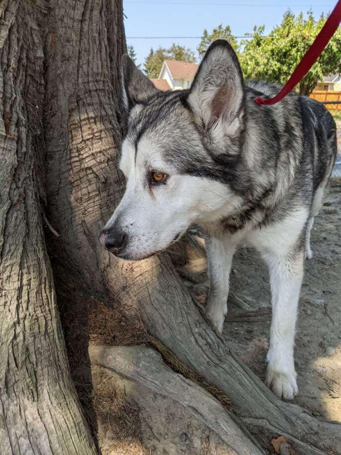 dog-image
