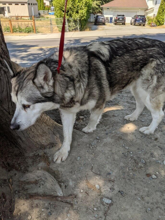 dog-image