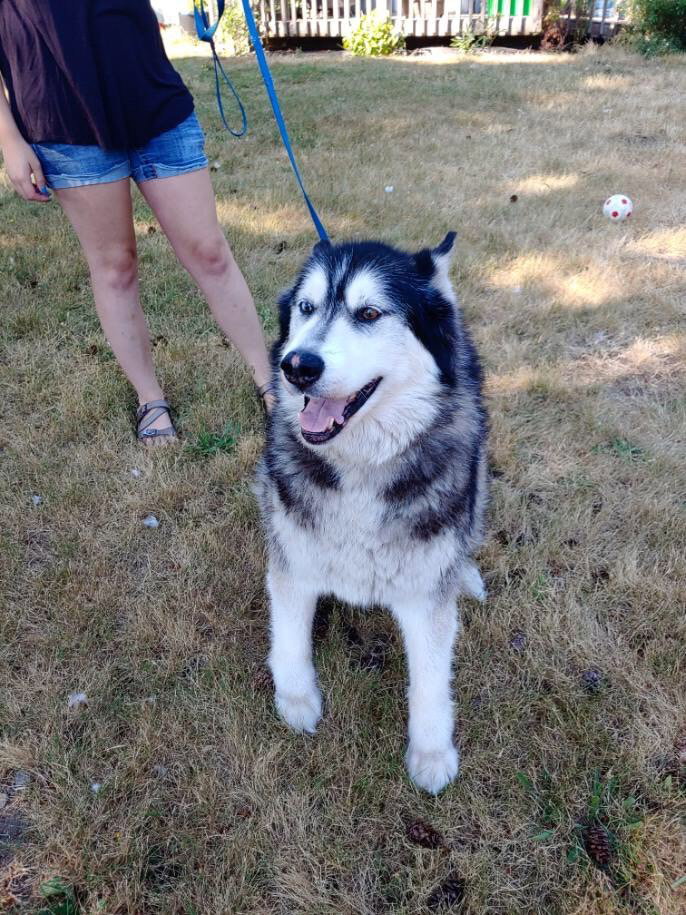 dog-image